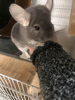 Rumi und Zoe, Langschwanzchinchilla - weiblich