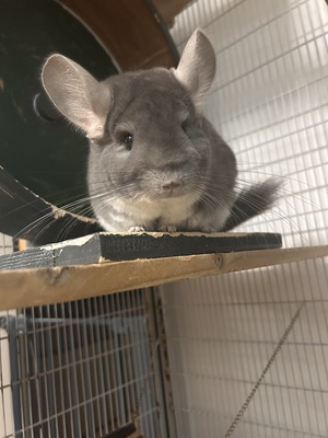 Rumi und Zoe, Langschwanzchinchilla - weiblich