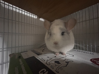 Rumi und Zoe, Langschwanzchinchilla - weiblich
