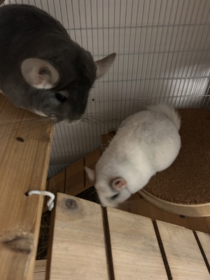 Rumi und Zoe, Langschwanzchinchilla - weiblich