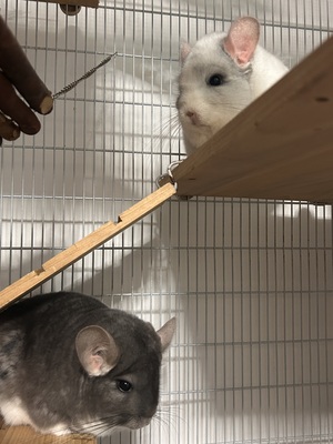Rumi und Zoe, Langschwanzchinchilla - weiblich