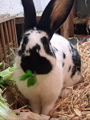 Ruth, Riesenschecke - weiblich