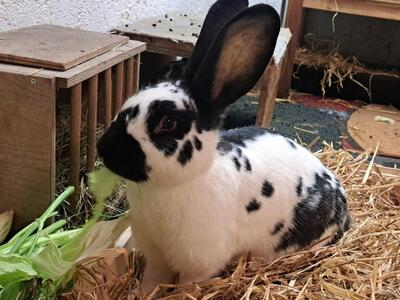 Ruth, Riesenschecke - weiblich