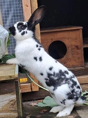 Ruth, Riesenschecke - weiblich