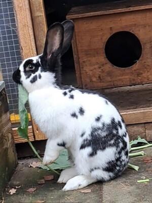 Ruth, Riesenschecke - weiblich