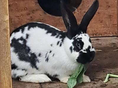 Ruth, Riesenschecke - weiblich