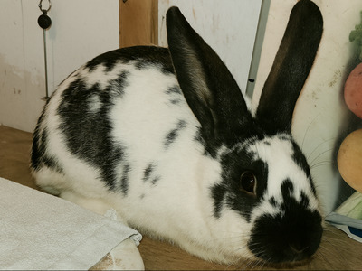 Ruth, Riesenschecke - weiblich