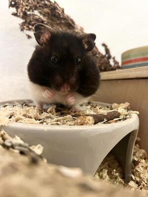 Sally, Mittelhamster (Goldhamster) - weiblich