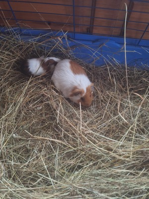 Sehr süße weibliche Meerschweinchen Jungtier - weiblich