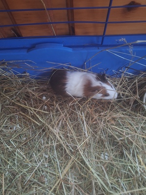 Sehr süße weibliche Meerschweinchen Jungtier - weiblich