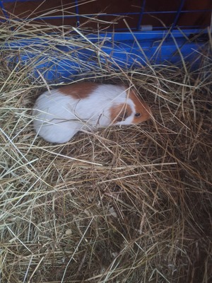 Sehr süße weibliche Meerschweinchen Jungtier - weiblich