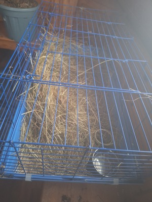 Sehr süße weibliche Meerschweinchen Jungtier - weiblich