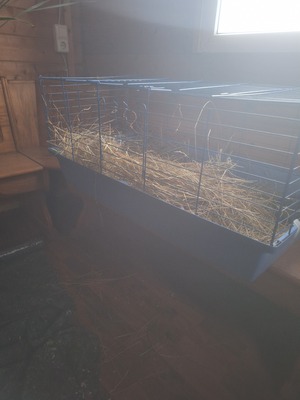 Sehr süße weibliche Meerschweinchen Jungtier - weiblich