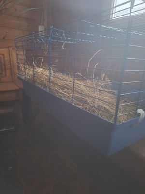 Sehr süße weibliche Meerschweinchen Jungtier - weiblich