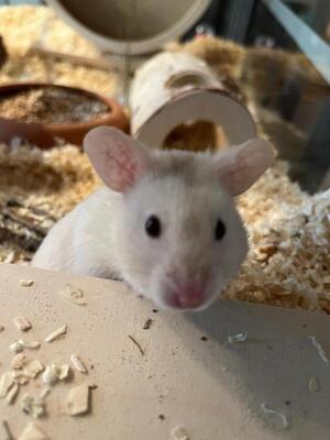 Shelly, Goldhamster - weiblich