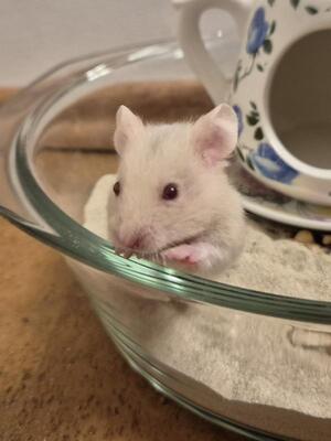 Shelly, Goldhamster - weiblich