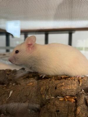 Shelly, Goldhamster - weiblich