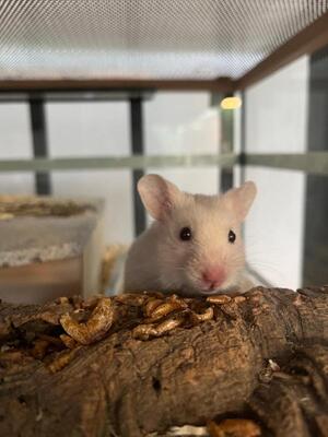 Shelly, Goldhamster - weiblich
