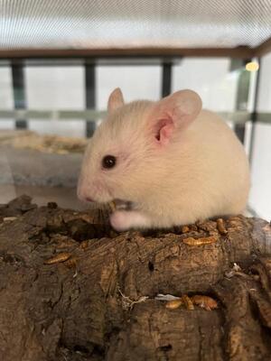 Shelly, Goldhamster - weiblich