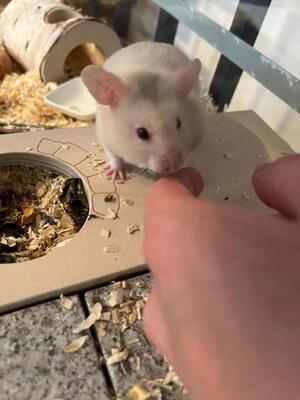 Shelly, Goldhamster - weiblich