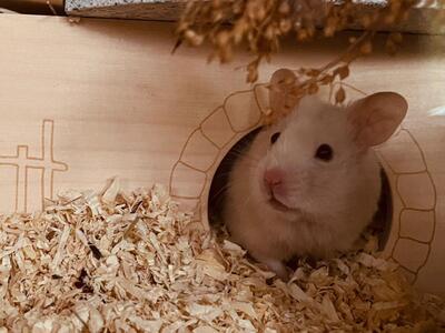 Shelly, Goldhamster - weiblich