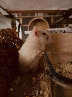 Shelly, Goldhamster - weiblich