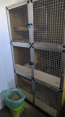 Sidney, Stacy, Peanuts, Breeze, Mix / Unbekannt - weiblich