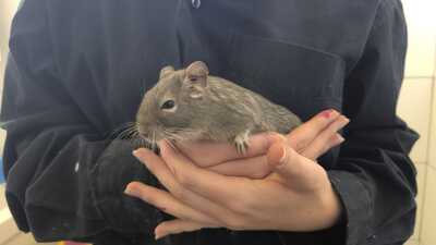 Sidney, Stacy, Peanuts, Breeze, Mix / Unbekannt - weiblich