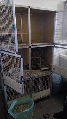 Sidney, Stacy, Peanuts, Breeze, Mix / Unbekannt - weiblich