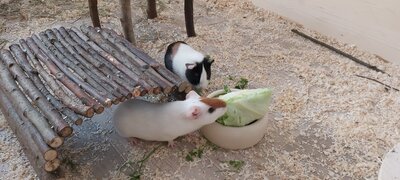 Sissi und Susi, Glatthaar - weiblich