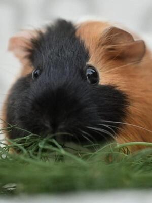 Sky, Glatthaar-Meerschweinchen - weiblich