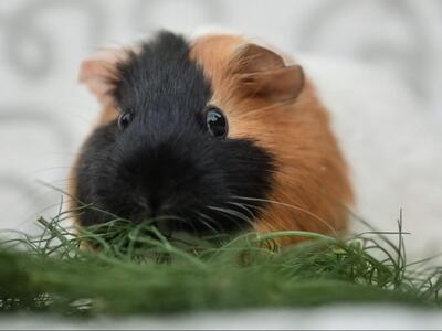 Sky, Glatthaar-Meerschweinchen - weiblich