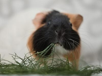 Sky, Glatthaar-Meerschweinchen - weiblich