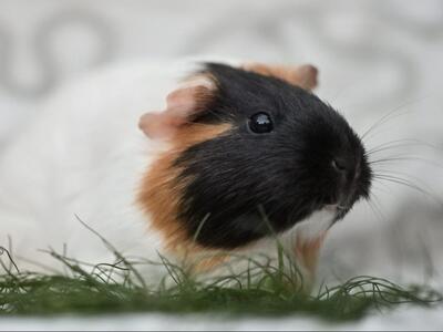 Sky, Glatthaar-Meerschweinchen - weiblich