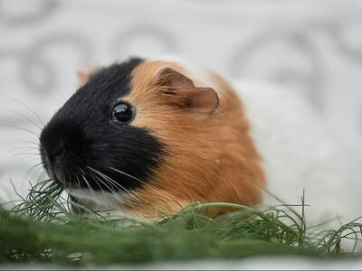 Sky, Glatthaar-Meerschweinchen - weiblich