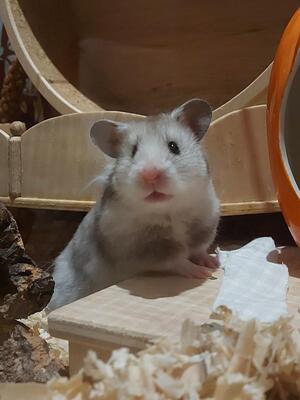 Sky, Goldhamster - weiblich