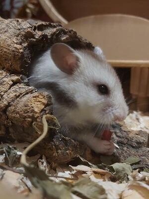 Sky, Goldhamster - weiblich