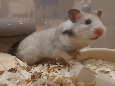 Sky, Goldhamster - weiblich