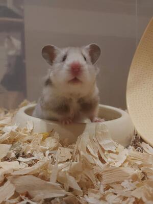 Sky, Goldhamster - weiblich