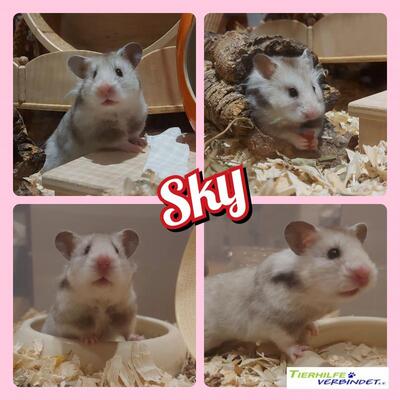 Sky, Goldhamster - weiblich