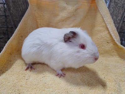 Snow, Glatthaar - männlich