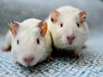 Stella, Alma, Fina, Amelie und Coco, Labormeerschweinchen - weiblich