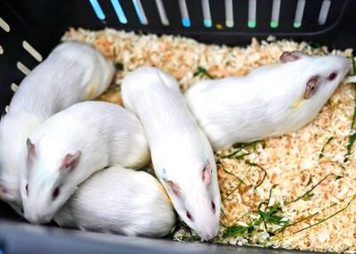 Stella, Alma, Fina, Amelie und Coco, Labormeerschweinchen - weiblich