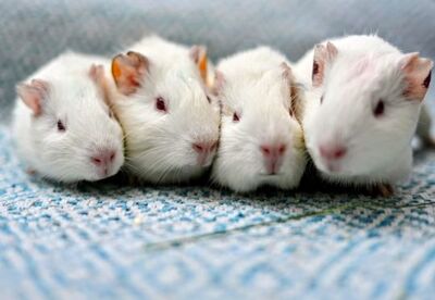 Stella, Alma, Fina, Amelie und Coco, Labormeerschweinchen - weiblich