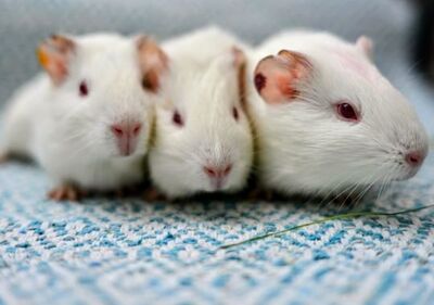 Stella, Alma, Fina, Amelie und Coco, Labormeerschweinchen - weiblich