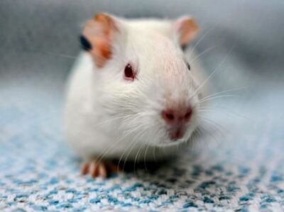 Stella, Alma, Fina, Amelie und Coco, Labormeerschweinchen - weiblich