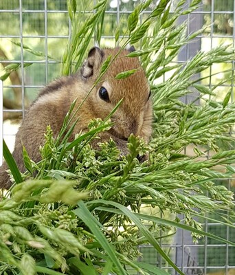 Streifenhörnchen Jungtier - unbekannt 1