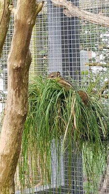 Streifenhörnchen Jungtier - unbekannt