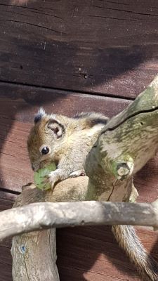 Streifenhörnchen Jungtier - unbekannt