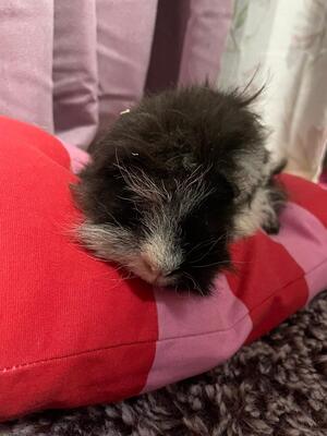 Struppi, Mix / Unbekannt - weiblich